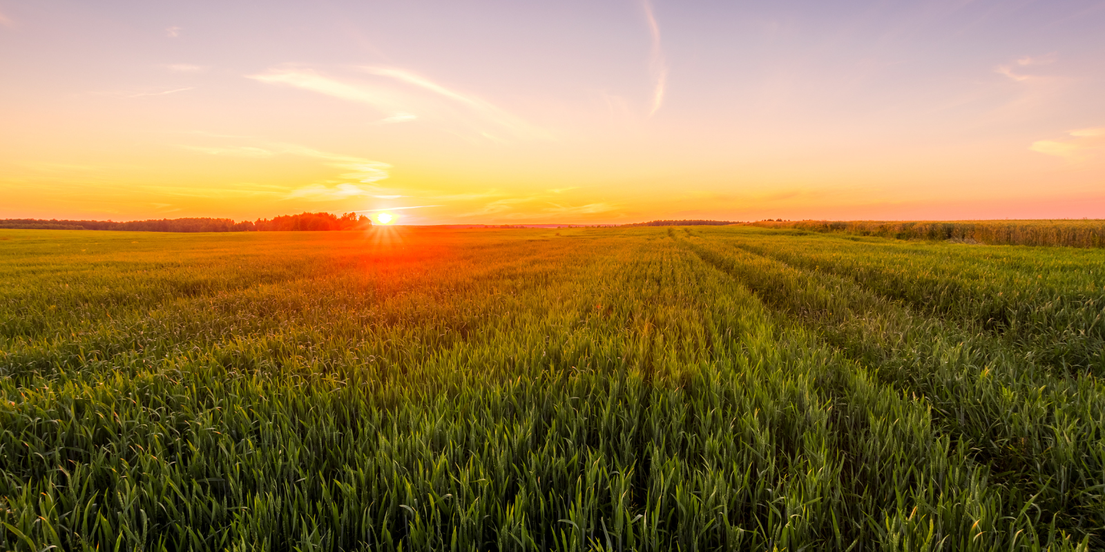 agriculture detergents